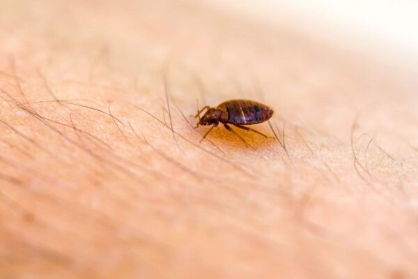 Some Tips to Deal with Bed Bugs in Vancouver