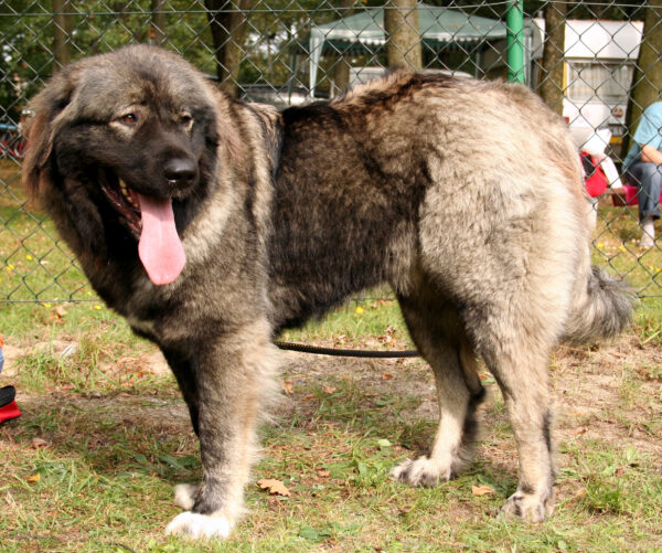 All You Need To Know About Caucasian Shepherd Dogs