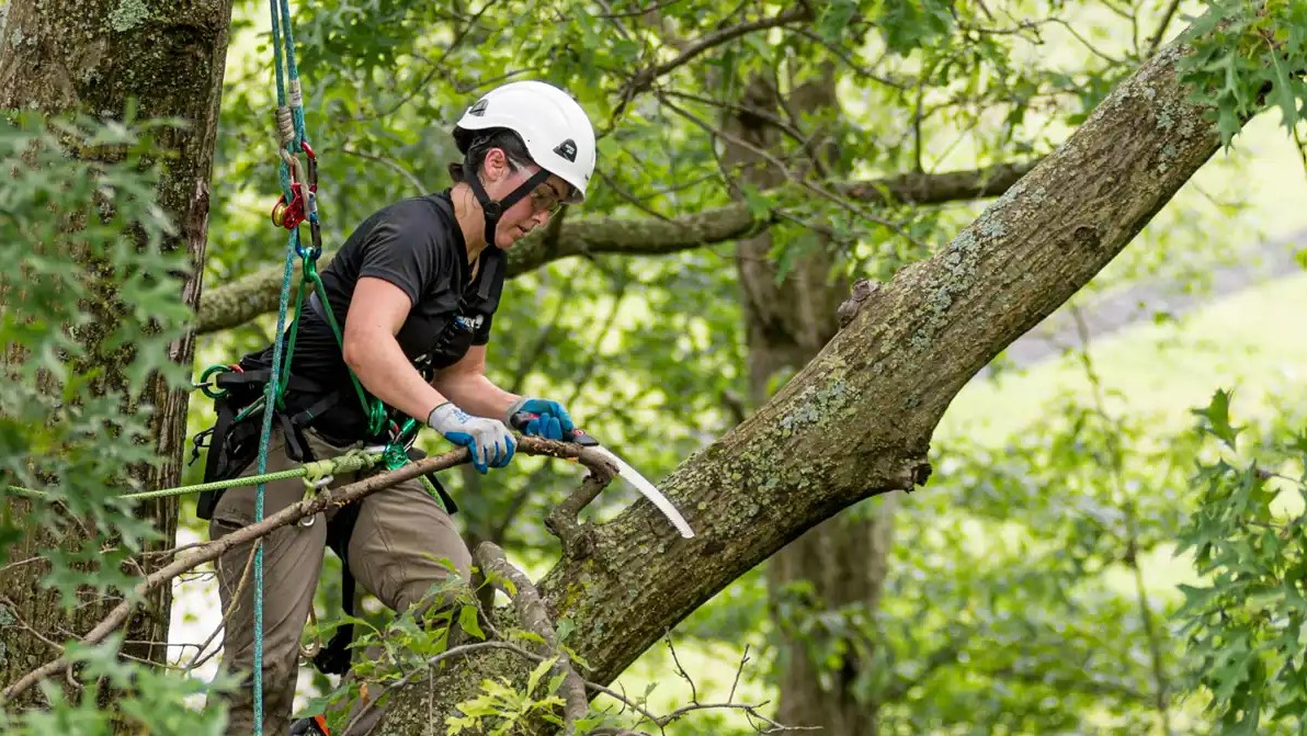 Tree removal trimming services